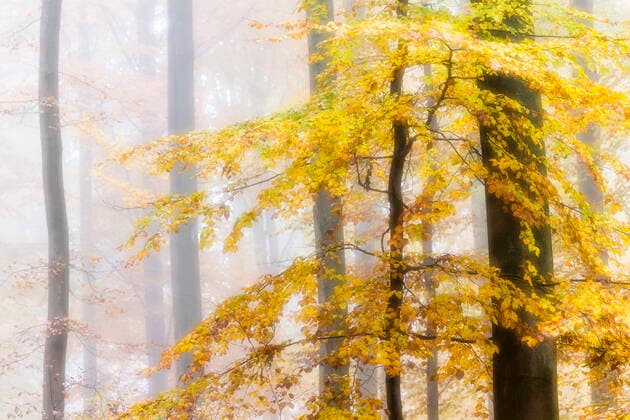 Rotbuche, Rot-Buche, Buche (Fagus sylvatica), Buchenwald in Herbstfaerbung im Nebel, Weichzeichner, Baum des Jahres 2022, Deutschland, Odenwald common beech (Fagus sylvatica), beech forest with autumn colours in mist, soft-focus effect, Tree of the Year 2022, Germany, Odenwald BLWS656759 *** Common beech Fagus sylvatica , beech forest with autumn colours in mist, soft focus effect, Tree of the Year 2022, Germany, Odenwald BLWS656759 Copyright: xblickwinkel A.xHeldx