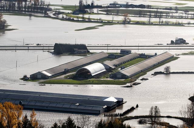 November 17, 2021, ABBOTSFORD, BC, CANADA: Cattle are seen on a farm surrounded by floodwaters in Abbotsford, B.C., on Wednesday, November 17, 2021. ABBOTSFORD CANADA  - ZUMAc35_ 20211117_zaf_c35_083 Copyright: xDarrylxDyckx