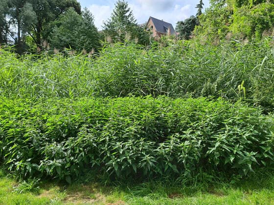 Grosse Brennnessel, Grosse Brennessel (Urtica dioica), eutrophierter Teich mit Schilf und Brennnesseln, Heilpflanze des Jahres 2022, Deutschland common nettle, stinging nettle, nettle leaf, nettle, stinger (Urtica dioica), eutrophic pond with reed an stinging nettles, Germany BLWS657435 *** Grosse Nettle, Grosse Brennessel Urtica dioica , eutrophic pond with reed and nettles, medicinal plant of the year 2022, Germany common nettle, stinging nettle, nettle leaf, nettle, stinger Urtica dioica , eutrophic pond with reed an stinging nettles, Germany BLWS657435 Copyright: xblickwinkel fotototox