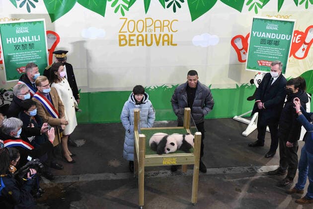 Bilder des Jahres 2021, Entertainment 11 November Entertainment Themen der Woche KW46 SAINT-AIGNAN, FRANCE - NOVEMBER 18: Chinese diver Zhang Jiaqi (L) and French footballer Kylian Mbappe attend a naming ceremony of newborn twin baby pandas at the Beauval Zoo on November 18, 2021 in Saint-Aignan-sur-Cher, France. The two giant panda cubs were officially named as Yuan Dudu and Huan Lili.  Copyright: xVCGx CFP111358319677