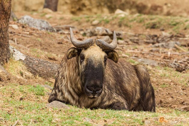 IMAGO Nature: Unsere Erde, Naturschutz, Naturschutzgebiete in Asien The Bhutan Takin, Budorcas taxicolor whitei, is also called cattle chamois or gnu goat. It is a goat-antelope found in the eastern Himalayas and is the national animal of Bhutan. Thimphu Mothithang Takin Reserv Thimphu District Bhutan Copyright: xJonxG.xFullerx 4504-JGF-animals-Takin-BT