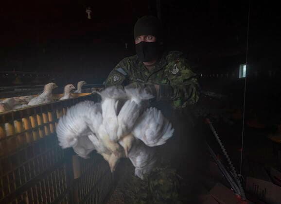 November 20, 2021, ABBOTSFORD, BC, CANADA: Members of the Canadian Forces helps move some 30,000 chickens at a chicken farm in Abbotsford, B.C., Saturday, November 20, 2021. ABBOTSFORD CANADA  - ZUMAc35_ 20211120_zaf_c35_111 Copyright: xJonathanxHaywardx