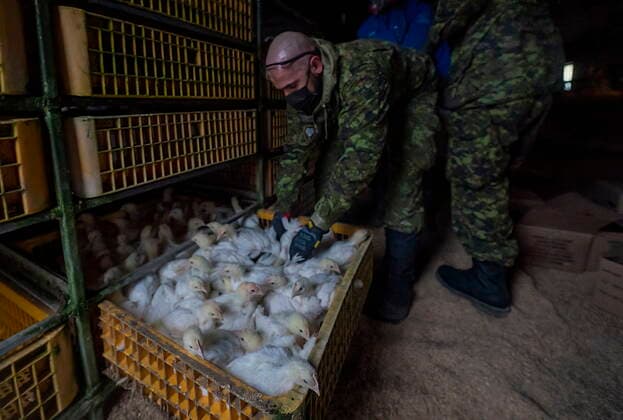 November 20, 2021, Abbotsford, British Columbia, Canada: Members of the Canadian Forces helps move some 30,000 chickens at a chicken farm in a flooded area of British Columbia. Abbotsford Canada  - ZUMAc35_ 20211120_zaf_c35_122 Copyright: xJonathanxHaywardx