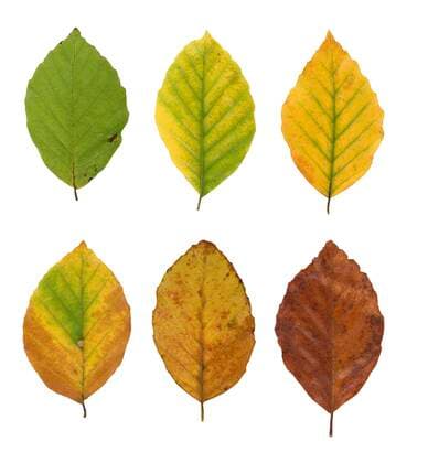  Rotbuche (Fagus sylvatica), Blätter mit Herbstfärbung, Bildtafel, Deutschland, Europa *** European beech Fagus sylvatica , Leaves with autumn colouring, Germany, Europe Copyright: imageBROKER/RitaxPriemer ibxrip07170277.jpg
