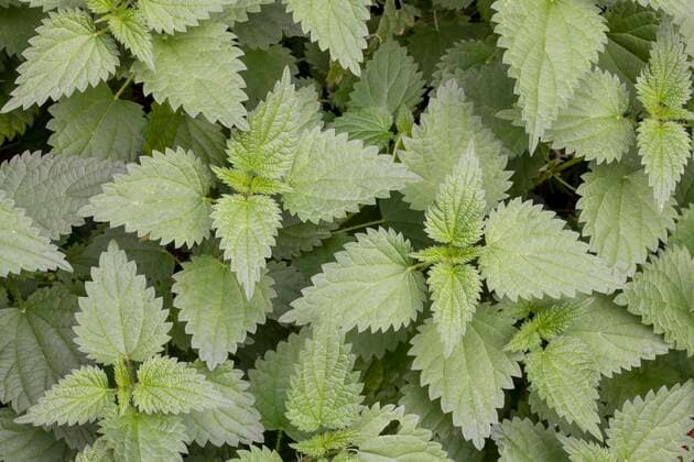  Brennnessel (Urtica dioica), Baden-Württemberg, Deutschland, Europa *** Stinging nettle Urtica dioica , Baden Württemberg, Germany, Europe Copyright: imageBROKER/Lilly ibxtke07173375.jpg