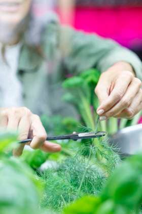 IMAGO Creative: Garten, Anbau im Gewächshaus Female entrepreneur cutting plant in greenhouse model released property released, IFRF01198