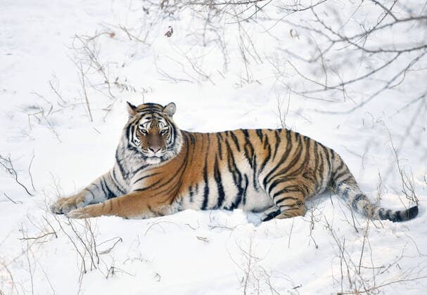 CHANGCHUN, CHINA - NOVEMBER 23: A Siberian tiger plays in the snow at Changchun Zoological and Botanical Park on November 23, 2021 in Changchun, Jilin Province of China.  Copyright: xVCGx CFP111358862613