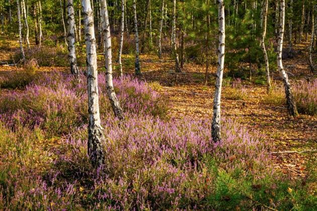 IMAGO Creative, Jahreszeit Herbst auf dem Land Autumn landscape of mixed forest with undergrowth shrub of common heather - latin Calluna vulgaris - in full blossom in Mazovia Landscape Park near Otwock town in central Poland  BEW1DF7C89F