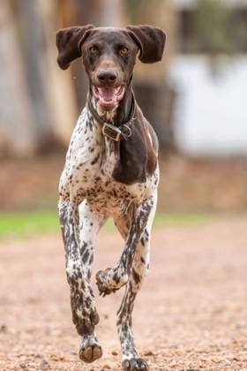 Cute German shorthaired pointer dog with black spotted fur running on park with opened mouth against blurred background in city RafaBernal_GermanPointer_12.jpg Copyright: xRafaxBernalx Model Released