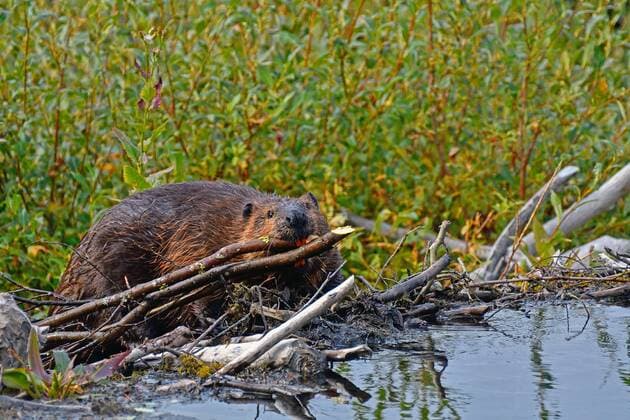 Canada beaver Castor canadensis on a dam, dragging twigs, teeth visible, willow bush behind, Yukon Territory, Canada, North America Copyright: imageBROKER/GerhardxKraus ibxgek07175268.jpg
