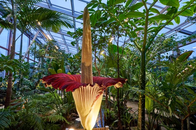 IMAGO Nature: Unsere Erde, Pflanzen, Seltene Pflanzen Die Titanenwurz im Berggarten Hannover blüht - Ihre imposante Knospe ist auf knapp zwei Meter in die Höhe gewachsen. Am Freitag den 26. November ab etwa 15 Uhr begann sie sich zu öffnen. Den typischen Aasgeruch wird die Pflanze am Abend intensiv verströmen, wenn der Blütenstand sich vollends geöffnet hat. Die tropische Pflanze mit dem botanischen Namen Amorphophallus titanum bildet nur alle paar Jahre einen Blütenstand, dafür aber umso eindrucksvoller. Die größte Blume der Welt wird bis zu drei Meter hoch. Bemerkenswert sind nicht nur die Größe und die bizarre Form des Blütenstands am ersten Tag verströmt er einen starken Aasgeruch, um Insekten zur Bestäubung anzulocken. Der Blütenstand beginnt schon nach etwa 12 Stunden Foto:xU.xStammx xFuturexImage
