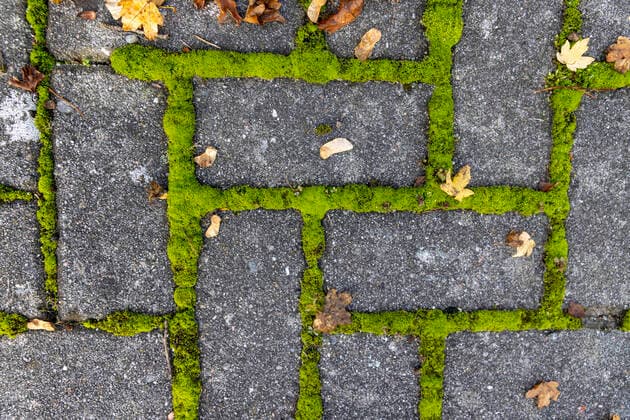 IMAGO Nature: Unsere Erde: Pflanzenwelt: Bedrohte Arten Moos zwischen Pflastersteinen, Deutschland, Niedersachsen Moss between paving stones, Germany, Lower Saxony BLWS657973 *** Moss between paving stones, Germany, Lower Saxony BLWS657973 Copyright: xblickwinkel H.xBaesemannx