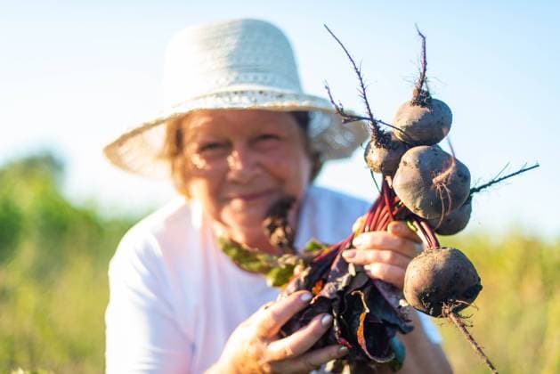 IMAGO Creative, Jahreszeit Herbst auf dem Land Adult woman harvest beets from her garden Texas City, Texas, United States CR_INCH211123-870508-01 ,model released, Symbolfoto