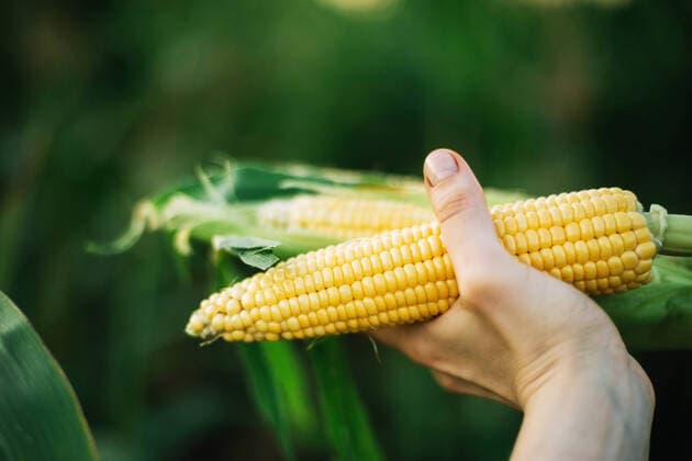 Woman harvests corn from her garden Texas City, Texas, United States CR_INCH211123-870531-01 ,model released, Symbolfoto