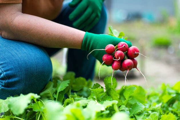 Woman harvests radish from her garden Texas City, Texas, United States CR_INCH211123-870532-01 ,model released, Symbolfoto