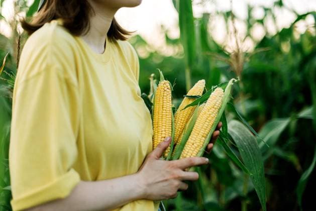 Woman harvests corn from her garden Texas City, Texas, United States CR_INCH211123-870534-01 ,model released, Symbolfoto