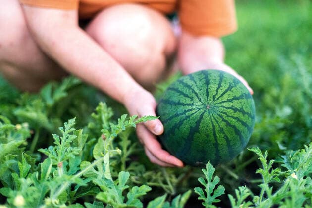 Creative Highlights Symbolbilder Woman harvests watermelon from her garden Texas City, Texas, United States CR_INCH211123-870537-01 ,model released, Symbolfoto