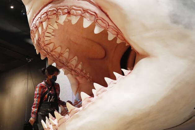 Workers from the American Museum of Natural History Exhibition craft and assemble a massive, 27-foot-long, 10-foot-tall model of the ancient shark megalodon as part of the American Museum of Natural History s new exhibition Sharks opening December 15 in New York City on Tuesday, November 30, 2021.  NYP20211130103 JohnxAngelillo