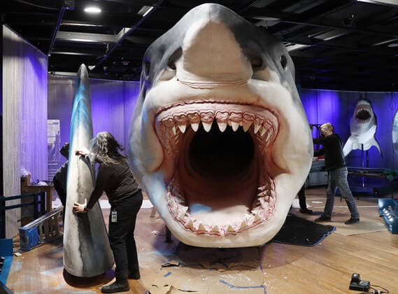 Workers from the American Museum of Natural History Exhibition craft and assemble a massive, 27-foot-long, 10-foot-tall model of the ancient shark megalodon as part of the American Museum of Natural History s new exhibition Sharks opening December 15 in New York City on Tuesday, November 30, 2021.  NYP20211130105 JohnxAngelillo