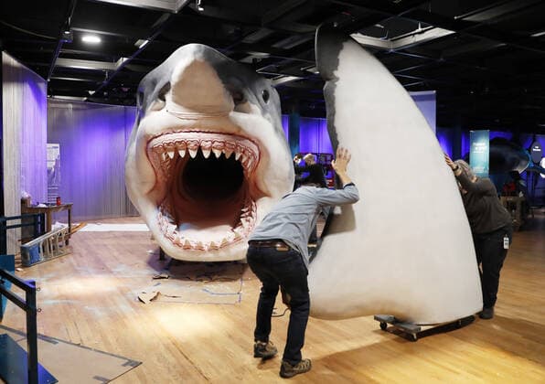 Workers from the American Museum of Natural History Exhibition craft and assemble a massive, 27-foot-long, 10-foot-tall model of the ancient shark megalodon as part of the American Museum of Natural History s new exhibition Sharks opening December 15 in New York City on Tuesday, November 30, 2021.  NYP20211130106 JohnxAngelillo