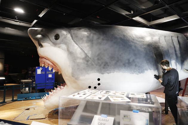 Workers from the American Museum of Natural History Exhibition craft and assemble a massive, 27-foot-long, 10-foot-tall model of the ancient shark megalodon as part of the American Museum of Natural History s new exhibition Sharks opening December 15 in New York City on Tuesday, November 30, 2021.  NYP20211130107 JohnxAngelillo