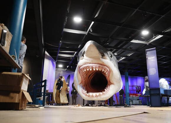 Workers from the American Museum of Natural History Exhibition craft and assemble a massive, 27-foot-long, 10-foot-tall model of the ancient shark megalodon as part of the American Museum of Natural History s new exhibition Sharks opening December 15 in New York City on Tuesday, November 30, 2021.  NYP20211130109 JohnxAngelillo