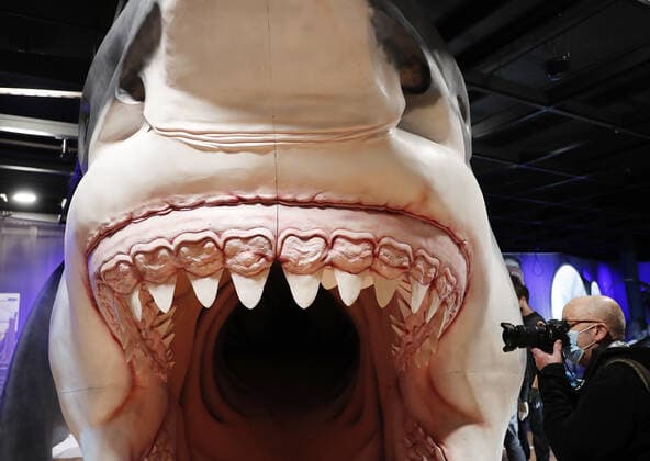 AP photographer Richard Drew takes photos as workers from the American Museum of Natural History Exhibition craft and assemble a massive, 27-foot-long, 10-foot-tall model of the ancient shark megalodon as part of the American Museum of Natural History s new exhibition Sharks opening December 15 in New York City on Tuesday, November 30, 2021.  NYP20211130112 JohnxAngelillo
