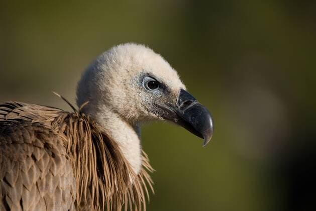 Creative Highlights World Wild single bird of prey griffon with brown feathers in sunlight in nature GermanLinares_GriffonVulture_24.jpg Copyright: xGermanxLinaresx Model Released