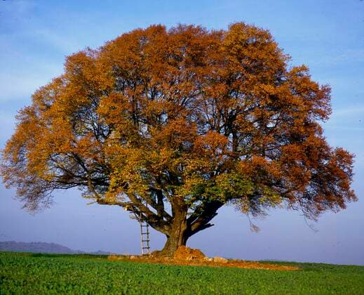  Rotbuche *** copper beech Copyright: imageBROKER/ErichxGeduldig ibxege06763629.jpg