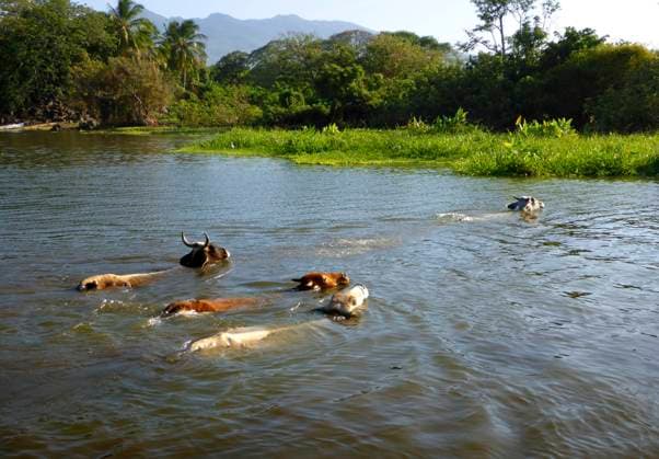 Cows in Isletas de Granada, islands in Lake Nicaragua Central America. The islands range from a few feet across up to more than an acre; many of the larger ones are uninhabited and are for sale Nicaragua Copyright: xSergixReboredox xVWPicsx SRE-089-CY1961