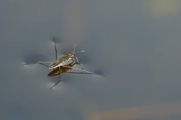 Creative Highlights World Teichlaeufer, Wasserlaeufer, Gerris (Gerris spec.), mit roten Milben, laeuft auf Wasseroberflaeche, Niederlande, Overijssel, Weerribben-Wieden Nationalpark pond skater, water strider, pond skipper (Gerris spec.), with red mites, walking over water surface, Netherlands, Overijssel, Weerribben-Wieden National Park BLWS658202 *** pond skater, water strider, pond skipper Gerris spec , with red mites, walking over water surface, Netherlands, Overijssel, Weerribben Wieden National Park pond skater, water strider, pond skipper Gerris spec , with red mites, walking over water surface, Netherlands, Overijssel, Weerribben Wieden National Park BLWS658202 Copyright: xblickwinkel M.xWoikex