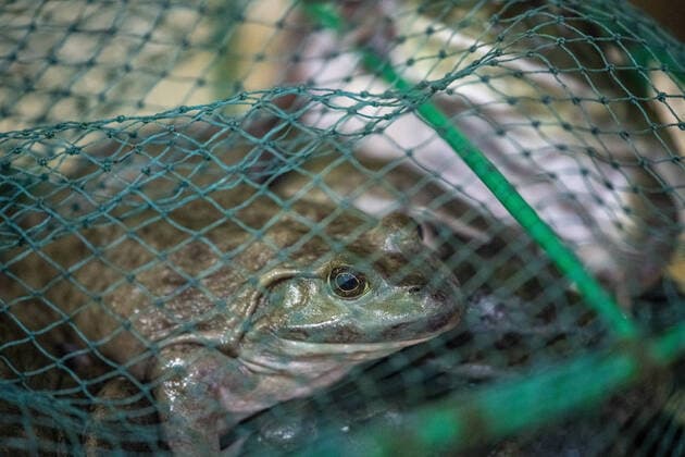 Shanghai, China, 26th Jan 2020, Living frog for sale at seafood market Shanghai China Copyright: xEdwinxRemsbergx xVWPicsx remsberg_20012712133