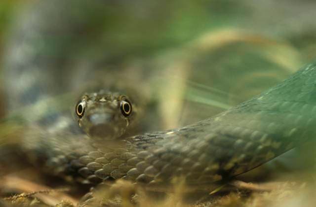 Natur, Tiere, Schlange, Nattern, Vipernatter - Natrix maura Creative Highlights World Portrait of a young Viperine Water Snake (Natrix maura). Galicia, Spain. Lugo Spain Copyright: xMarcosxVeigax MVB0303-25