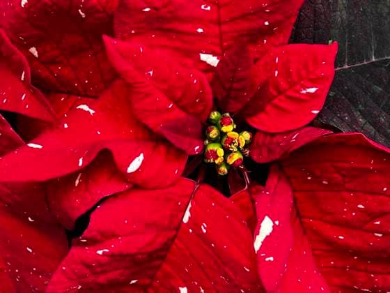 Christmas Decorations In Unionville Poinsettia plants (Euphorbia pulcherrima) displayed at a greenhouse ahead of the Christmas season in Unionville, Ontario, Canada, on December 04, 2021. Poinsettias are popular Christmas decorations and the star-shaped leaf pattern is said to symbolize the Star of Bethlehem, and the red color represents the blood sacrifice of Jesus s crucifixion. Unionville ONTARIO Canada  Copyright: xCreativexTouchxImagingxLtdx originalFilename:friedman-christma211204_npW6q.jpg