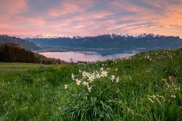 Weiße Narzissen (Narcissus poeticus) auf einer Wiese, Abendstimmung, Genfersee, Montreux, Kanton Waadt, Schweiz, Europa *** White daffodils Narcissus poeticus on a meadow, evening atmosphere, Lake Geneva, Montreux, Canton Vaud, Switzerland, Europe Copyright: imageBROKER RobertxHaasmann ibxroh07183763.jpg