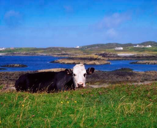 Holstein-Friesian Cows, Co Donegal, Rosbeg, Ireland Copyright: ThexIrishxImagexCollection 1806066