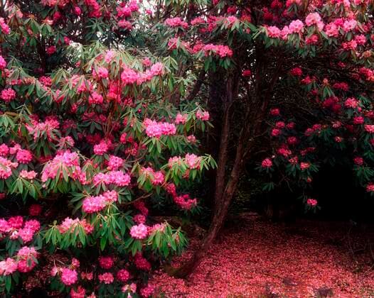 Rhododendron, Ard Na Mona Garden, Co Donegal, Ireland Copyright: ThexIrishxImagexCollection 1810511
