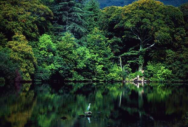 A Heron On Lough Eske Near Donegal Town; County Donegal Ireland Copyright: ThexIrishxImagexCollection 1814293