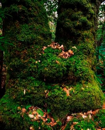 Ard Na Mona,Co Donegal,Ireland; Moss Covered Tree Trunks Copyright: ThexIrishxImagexCollection 1817535