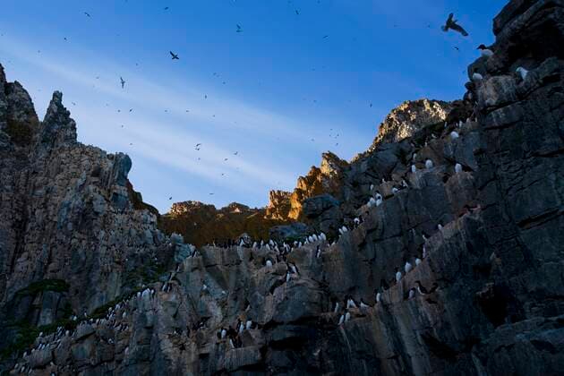 Thick-Billed Murres (Uria Lomvia) Bird Colony, Coburg Island, Nunavut, Canada Copyright: RichardxWear 1829658