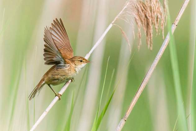 Teichrohrsaenger, Teich-Rohrsaenger (Acrocephalus scirpaceus), landet auf einem Schilfhalm, Deutschland, Bayern reed warbler (Acrocephalus scirpaceus), landing on a blade of reed, Germany, Bavaria BLWS658445 *** Teichrohrsaenger, pond warbler Acrocephalus scirpaceus , landing on a blade of reed, Germany, Bavaria reed warbler Acrocephalus scirpaceus , landing on a blade of reed, Germany, Bavaria BLWS658445 Copyright: xblickwinkel M.xKuehnx