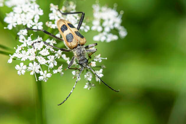 Gelber Vierfleckbock (Pachyta quadrimaculata, Leptura octomaculata), auf bluehendem Doldenbluetler, Oesterreich Longhorn Beetle (Pachyta quadrimaculata, Leptura octomaculata), on blooming umbellifer, Austria BLWS658650 *** Yellow Four-spotted Beetle Pachyta quadrimaculata, Leptura octomaculata , on blooming umbellifer, Austria Longhorn Beetle Pachyta quadrimaculata, Leptura octomaculata , on blooming umbellifer, Austria BLWS658650 Copyright: xblickwinkel M.xKuehnx