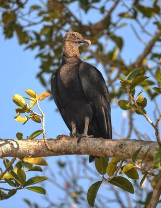 Daily Life In Yucatan Black Vulture seen inside the Mayan archaeological site of Xcambo. On Wednesday, December 01, 2021, in Dzemul, Yucatan, Mexico. Merida Mexico  Copyright: xArturxWidakx originalFilename:widak-dailylif211201_npRB1.jpg