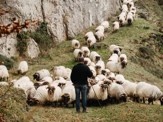Creative Highlights Symbolbilder Back view of unrecognizable male shepherd casual clothes standing near herd of domestic sheep grazing on grassy terrain in Urbasa mountain range, Model released HodeiUnzueta_TranshumanceUrbasa_13.jpg Copyright: xHodeixUnzuetax MR