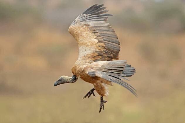 Unsere Erde: Natur, Tiere, Artenschutz, Seltene Tierarten White-backed vulture landing, 26.10.2021, Copyright: xEcoPicx Panthermedia28711835