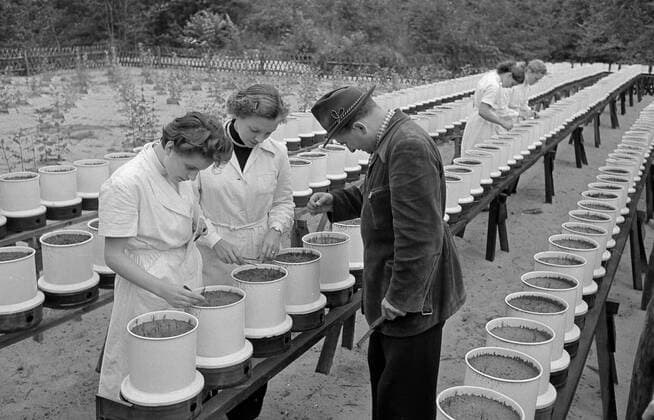 Frauen pflanzen Setzlinge 1955 Planting seedling in 1955 Maedchen pflanzen Setzlinge Baum. Historisches Bild Woman planting tree seedlingHistorical Image