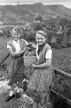 Weintraubenernte Grape Vintage Historisches Bild und Foto: Weinlese: Junges Mädchen kniet zwischen den Weinstoecken und erntet Weintrauben und lacht in die Kamera Historical Image and Photography: Historical Image from the Grape Vintage. Young girl harvesting the grapes, Young woman at the Grape Vintage
