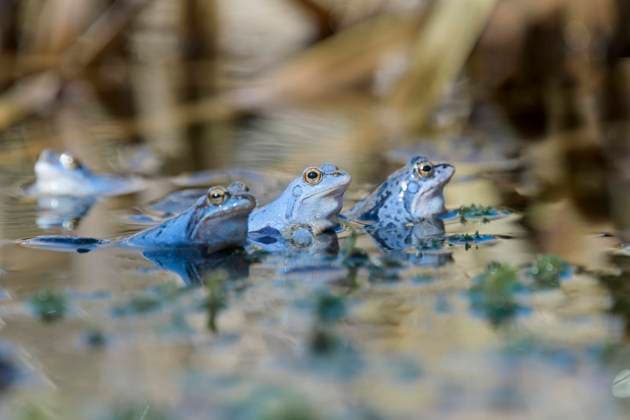 Moorfrosch (Rana arvalis), Männchen bei der Balz in Gruppe, Niedersachsen, Deutschland, Europa *** Moor frog Rana arvalis , male during courtship in group, Lower Saxony, Germany, Europe Copyright: imageBROKER ChristophxBosch ibxcbo07191978.jpg