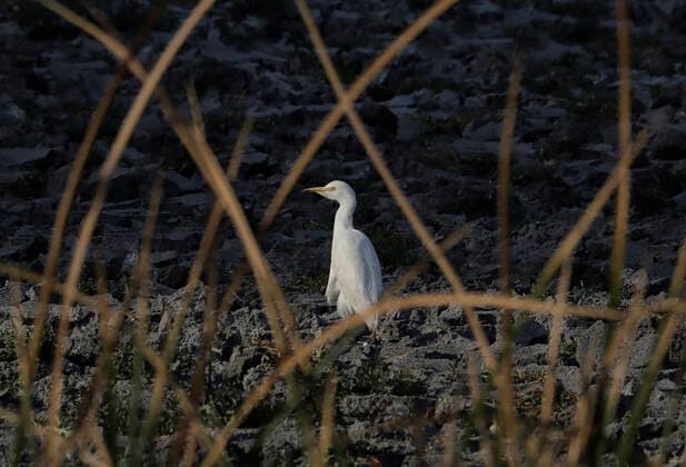 Mexiko, See in Tlahuac komplett ausgetrocknet Tlahuac Forest Lake Dries Up A bird in the middle of the Tlahuac Forest Lake dry in its entirety, due to the earthquake in 2017 that generated cracks and the escape of millions of liters of water causing the disappearance of some marine species and the activity of migratory birds. Mexico City Mexico City Mexico  Copyright: xGerardoxVieyrax originalFilename:vieyra-notitle211217_npINo.jpg