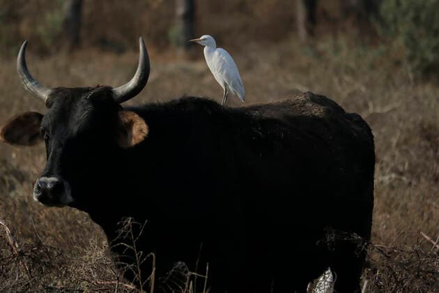 Mexiko, See in Tlahuac komplett ausgetrocknet Tlahuac Forest Lake Dries Up A bird poses on a bull in the middle of the Tlahuac Forest Lake, which is completely dry due to the earthquake in 2017 that generated cracks and the escape of millions of liters of water, causing the disappearance of some marine species and the activity of migratory birds. Mexico City Mexico City Mexico  Copyright: xGerardoxVieyrax originalFilename:vieyra-notitle211217_npOK4.jpg